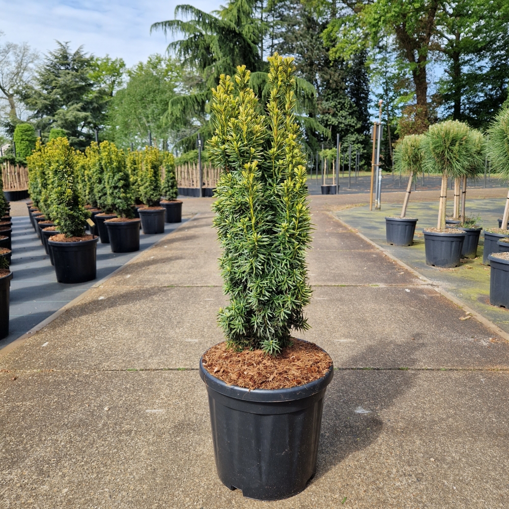 Picture of Taxus baccata Fast. David C18 70/80 (LOOSE)