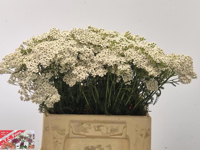 Achil M White Beauty