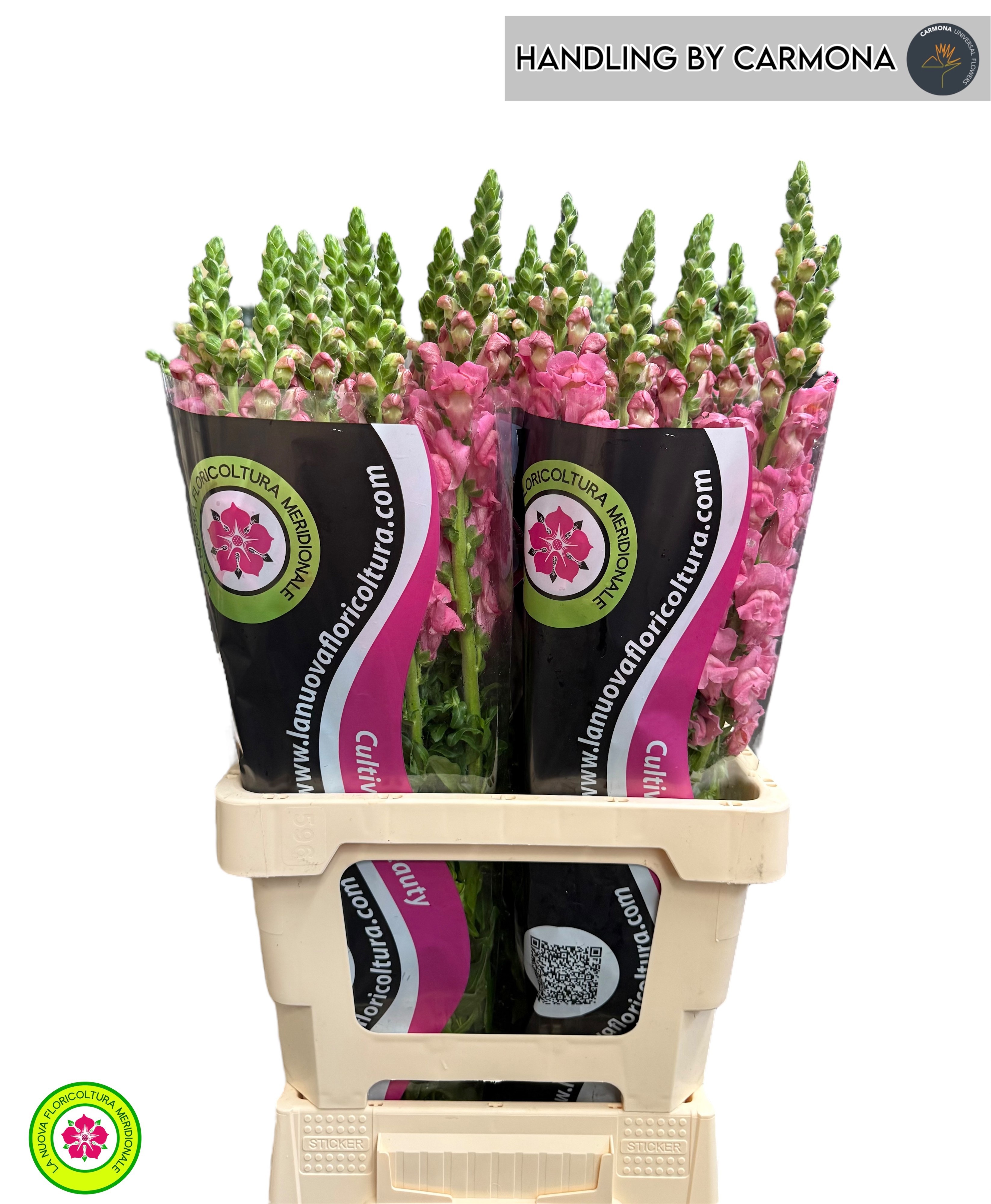 Antirrhinum Poto Cherr Rose 70cm