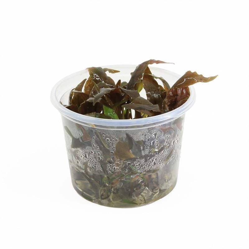 Cryptocoryne undulatus (cup 100cc)
