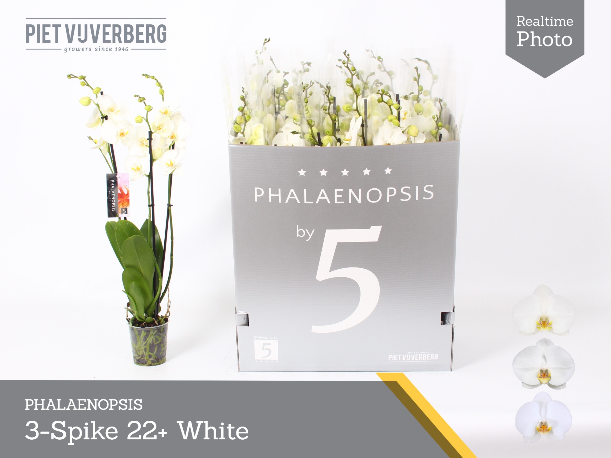 Phal Ov Wit 12P 70H 3TAK 22bloem 23bloei