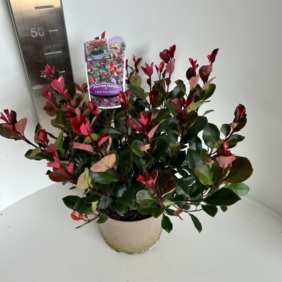 Picture of Photinia fras. Little Red Robin P23 (5 Ltr) (LOOSE)