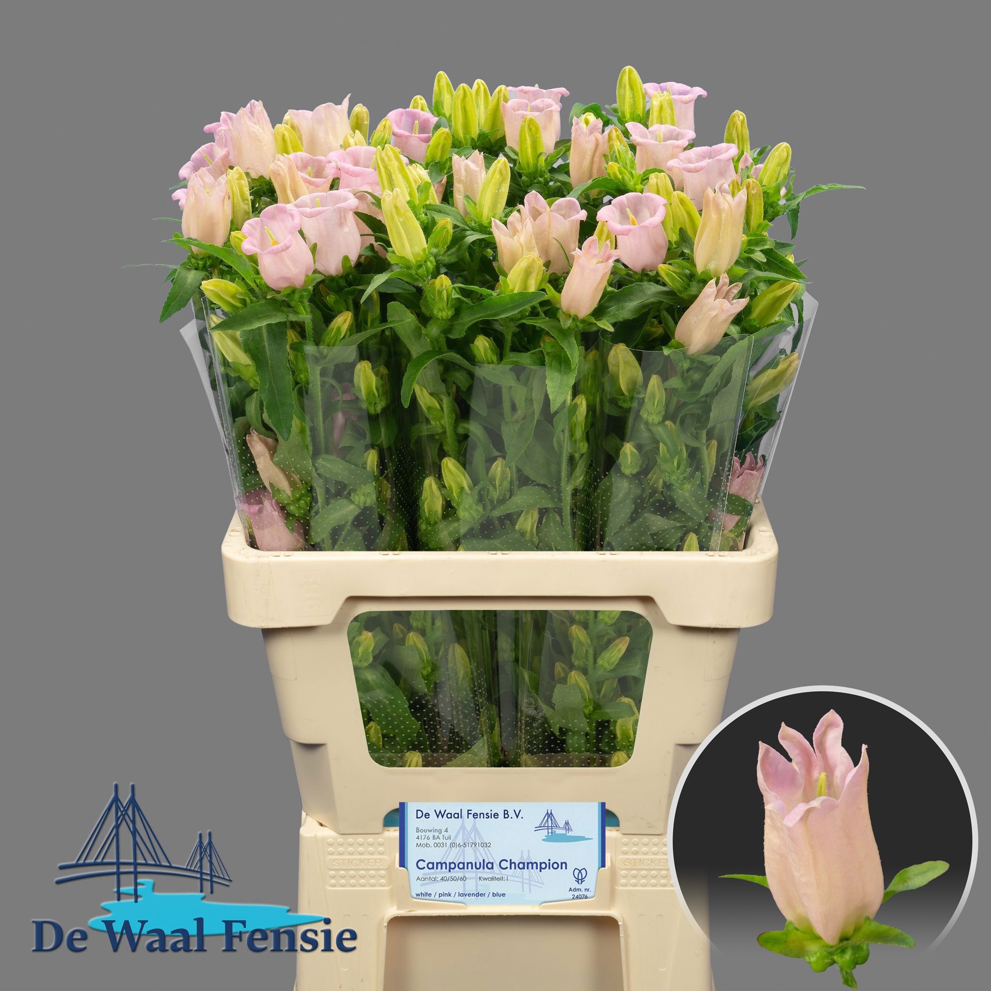 Campanula Medium Pearl Pink 60cm