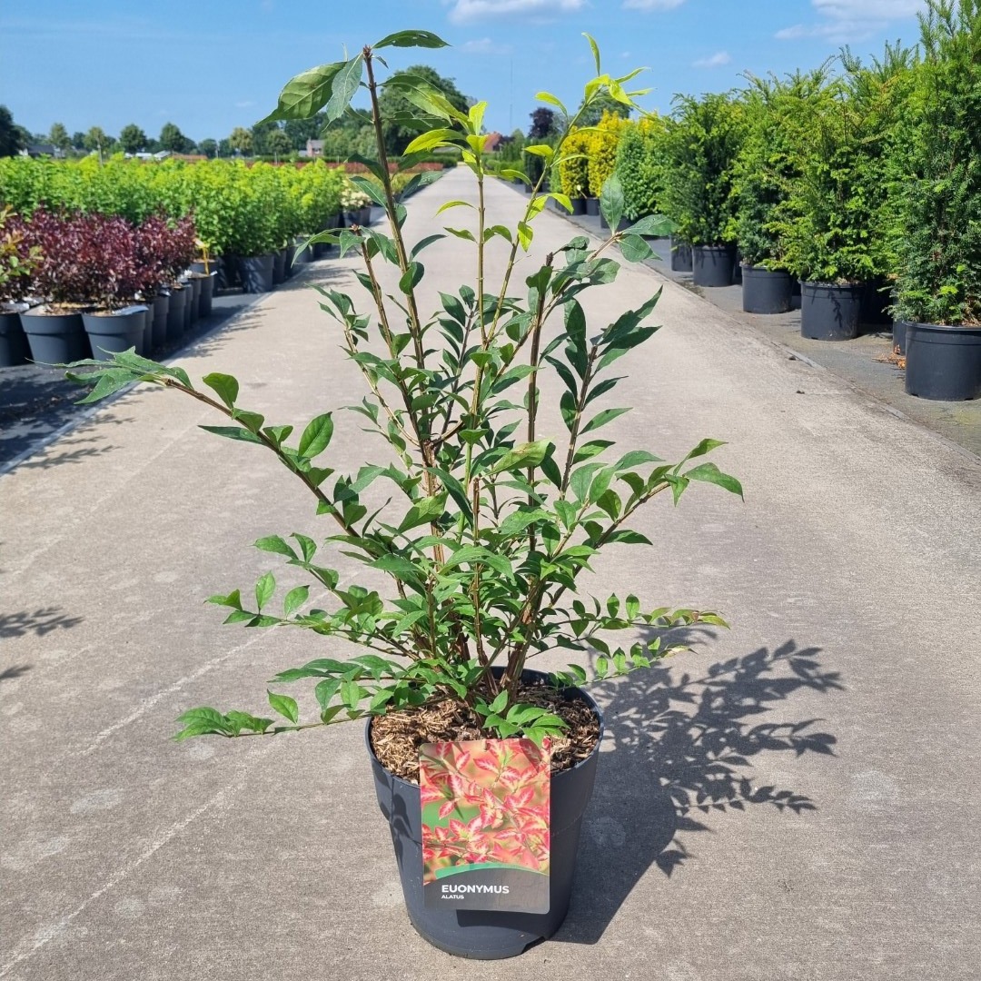 Euonymus alatus