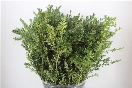 Buxus Semp Bs