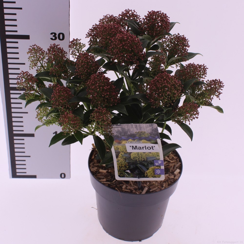 Picture of Skimmia jap. 'Marlot''