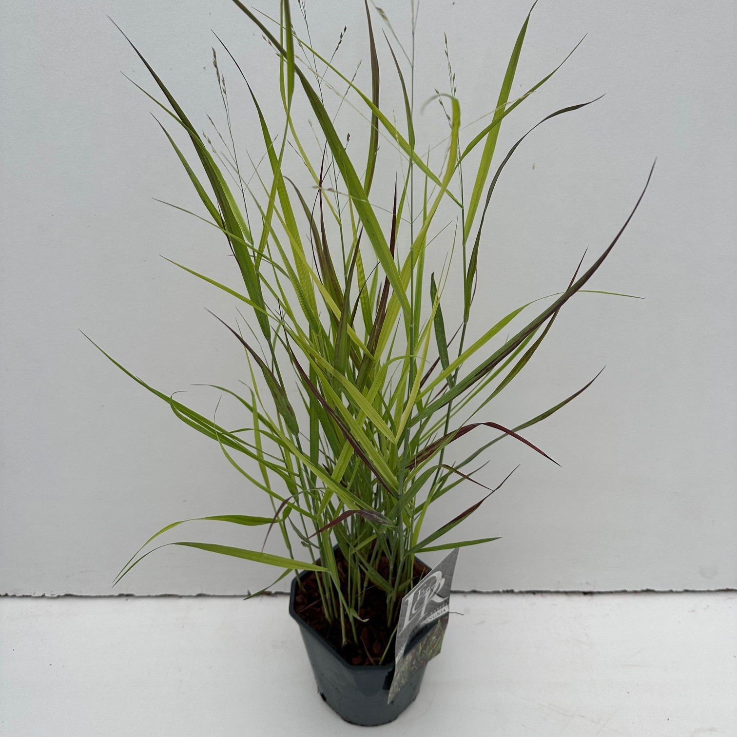 Picture of Panicum Sangria P17 (2 Ltr) Square