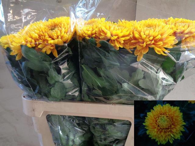 Chr G Jayz 80cm 130gram