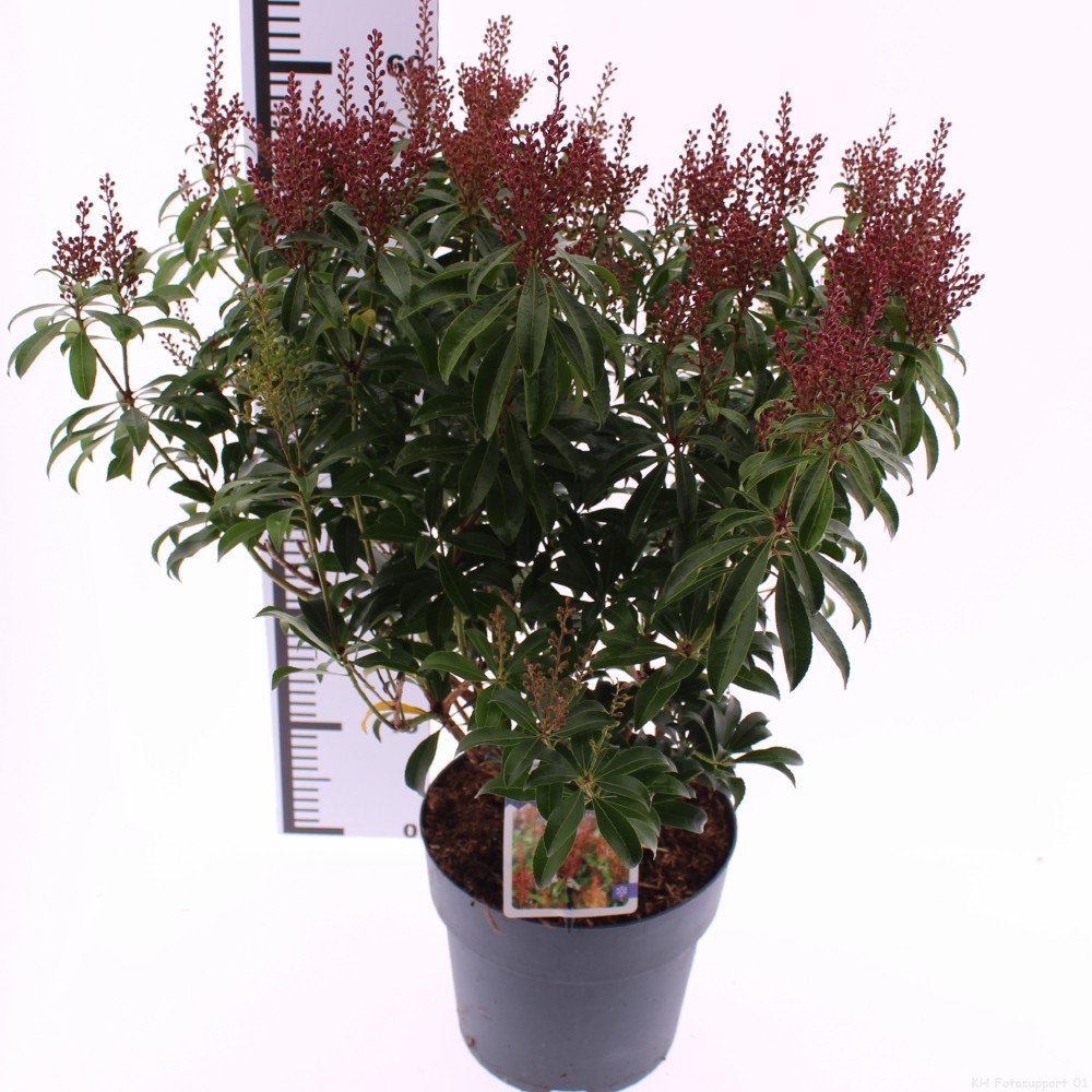 Picture of Pieris jap. 'Bonfire'