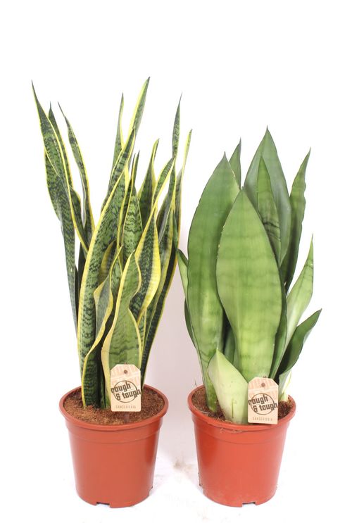 Sansevieria mix p17 fachjan