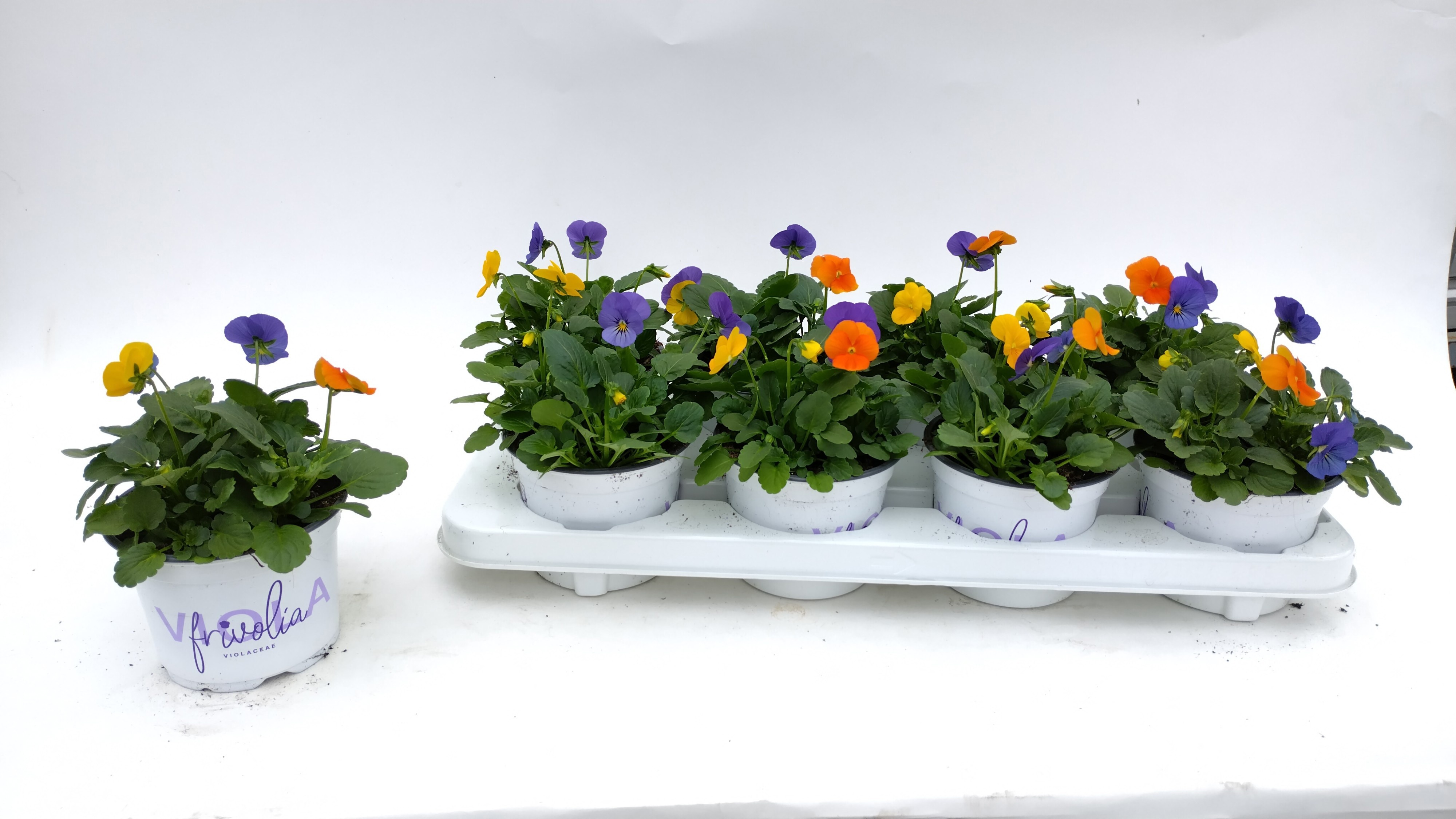 Vio Tricolor 12P 15H