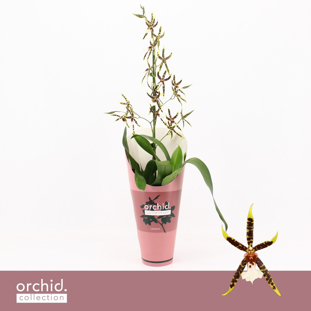 Brassia, Yellow Spider 1-spike 'orchid Collection'