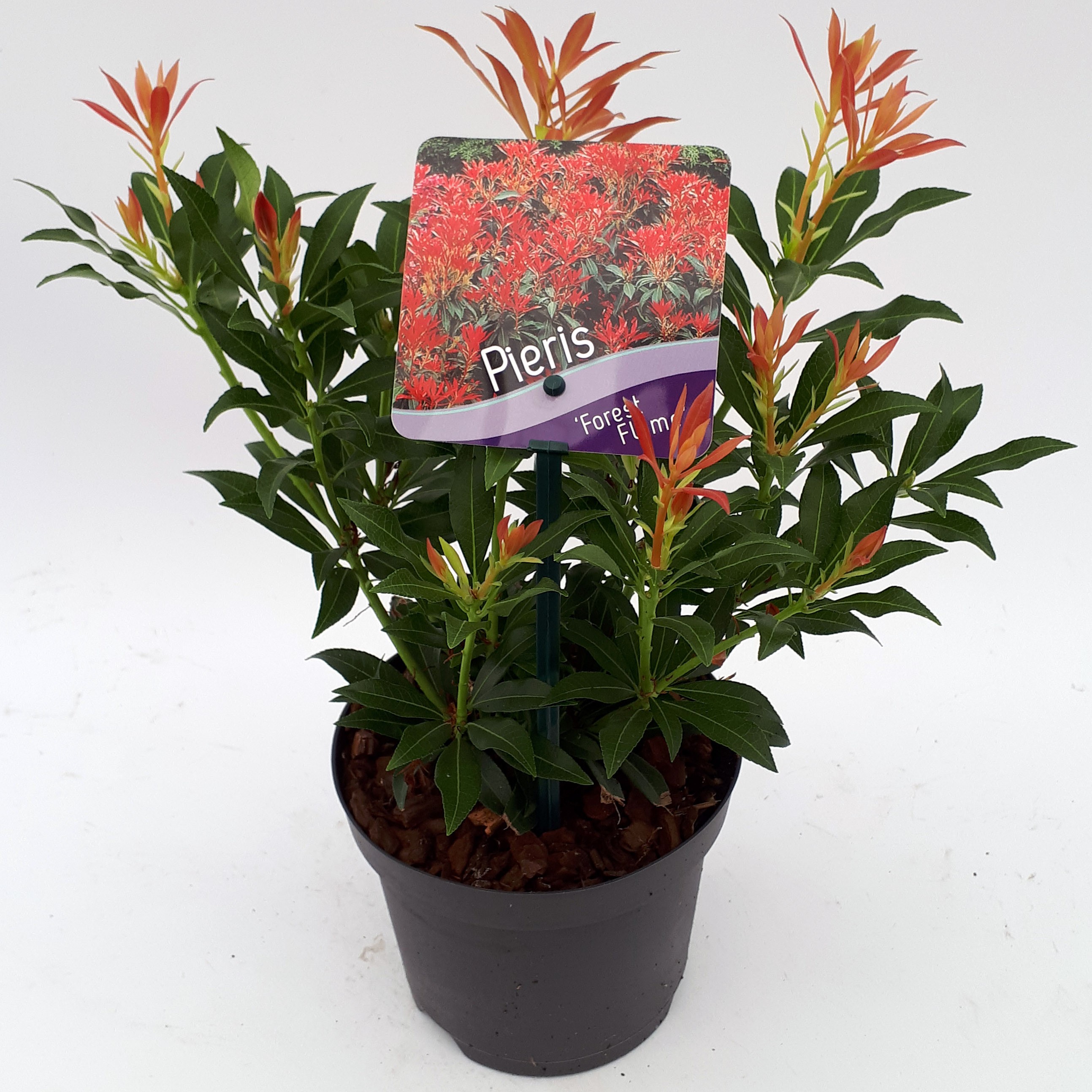 Picture of Pieris 'Forest Flame'