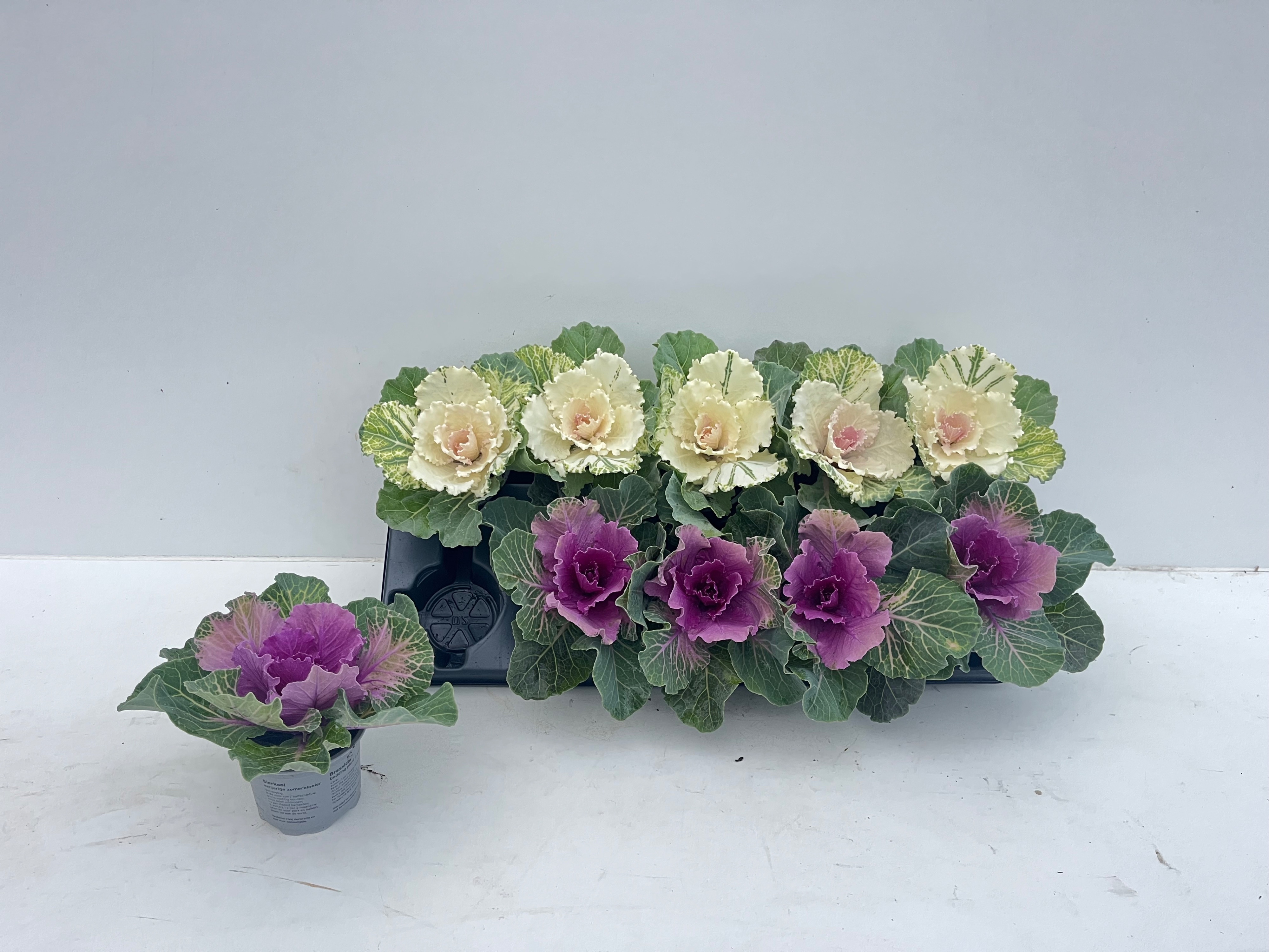 Brassica (SIERKOOL) 9P 15H