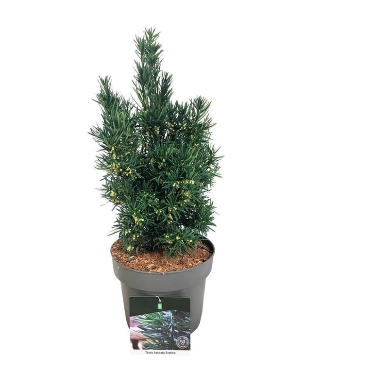 Picture of Taxus b. Exotica