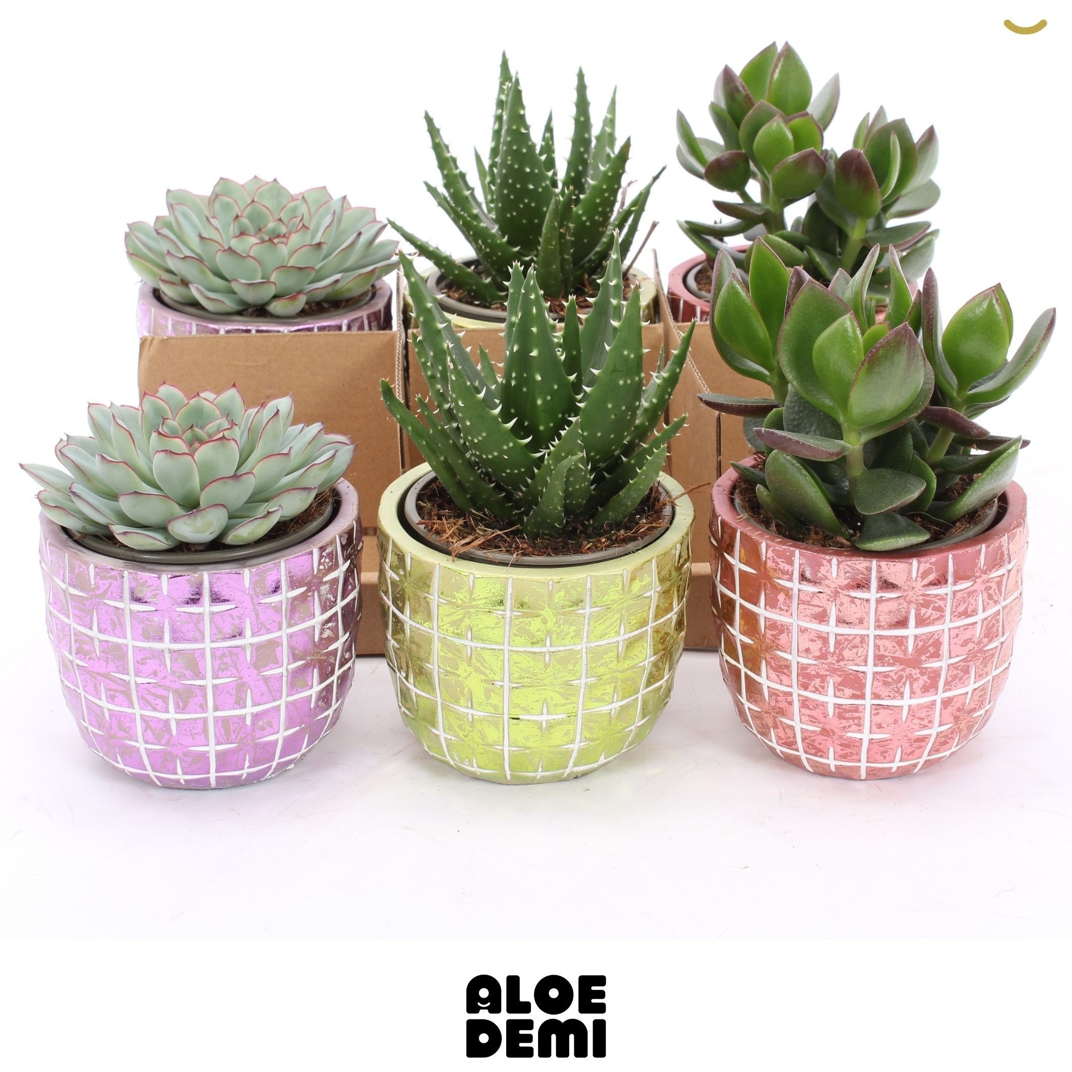 Succulenten Overig 10Ø 15cm