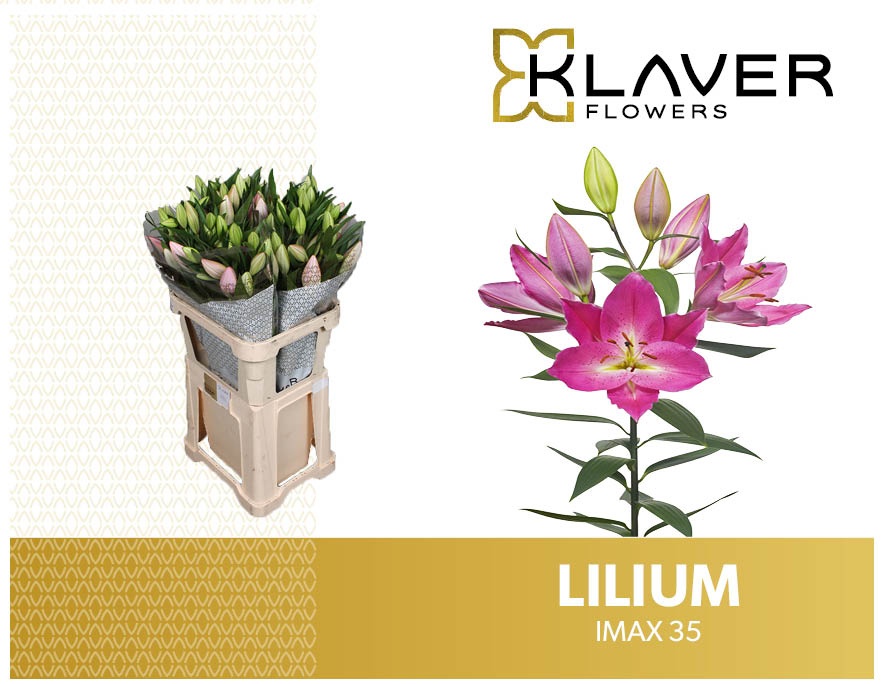 Li Or Imax 80cm 3/5bl
