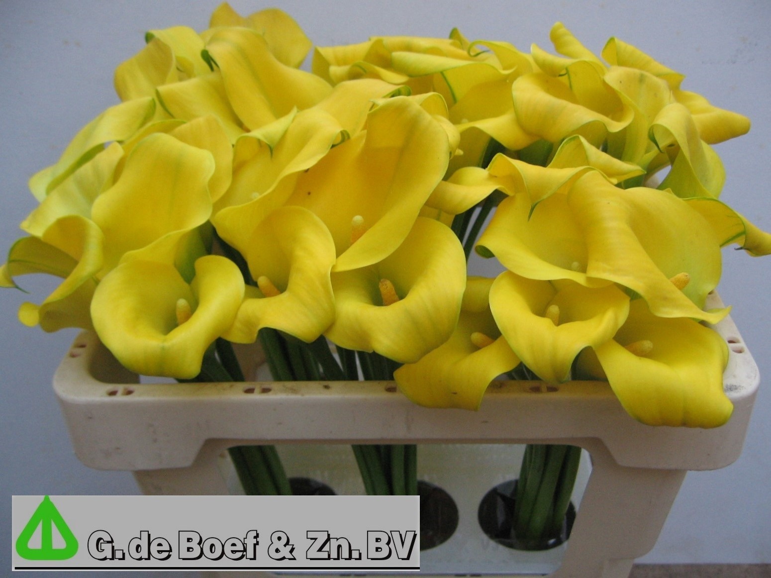 Calla Capt Solo 50cm