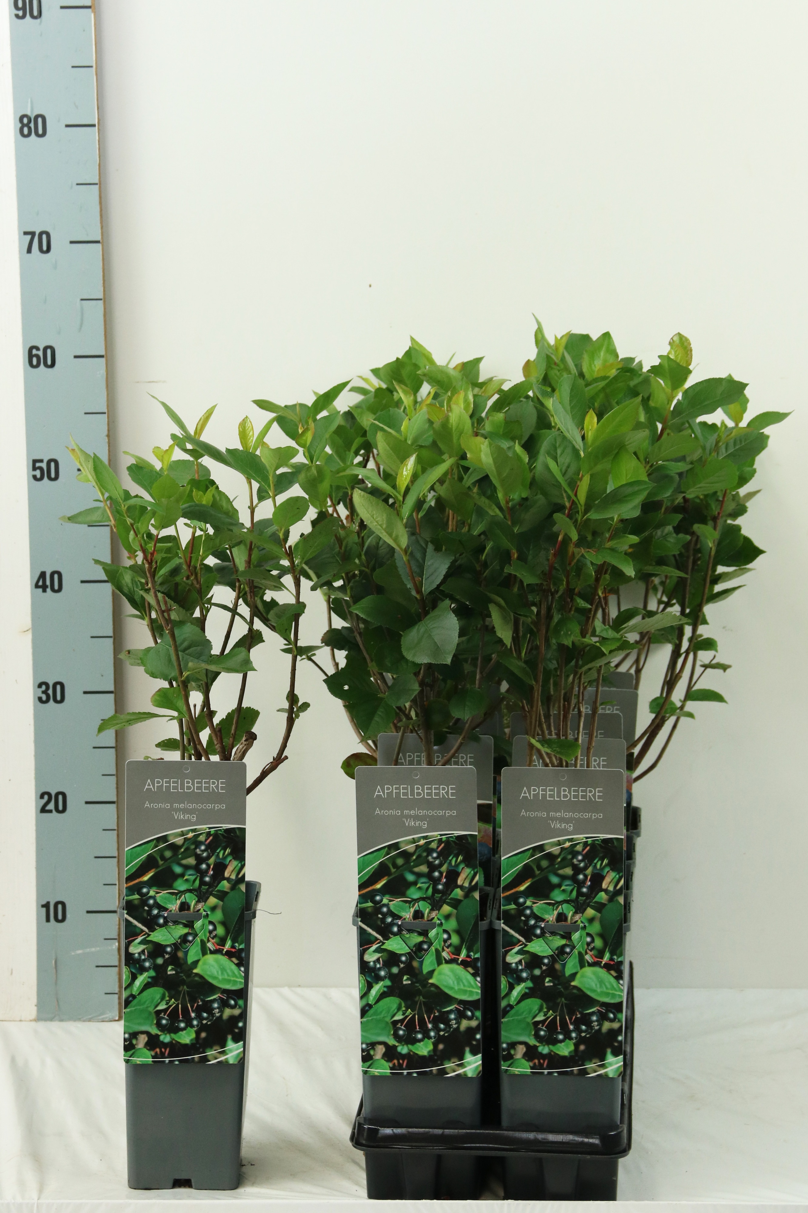 Aronia prunifolia 'Viking'