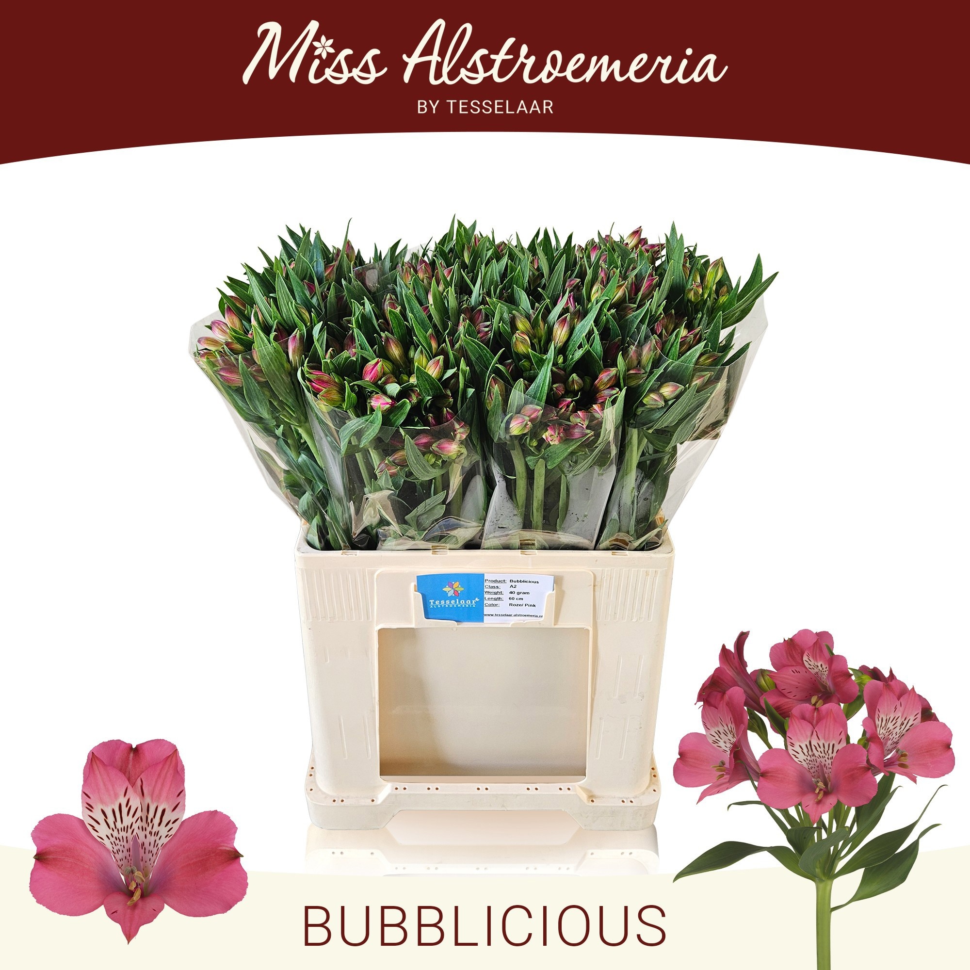 Alstr Bubblicious 60cm 35gram