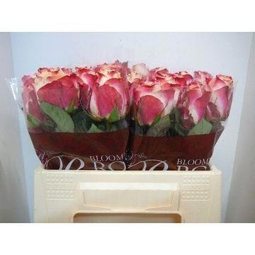 Rosa Chapeau 35cm