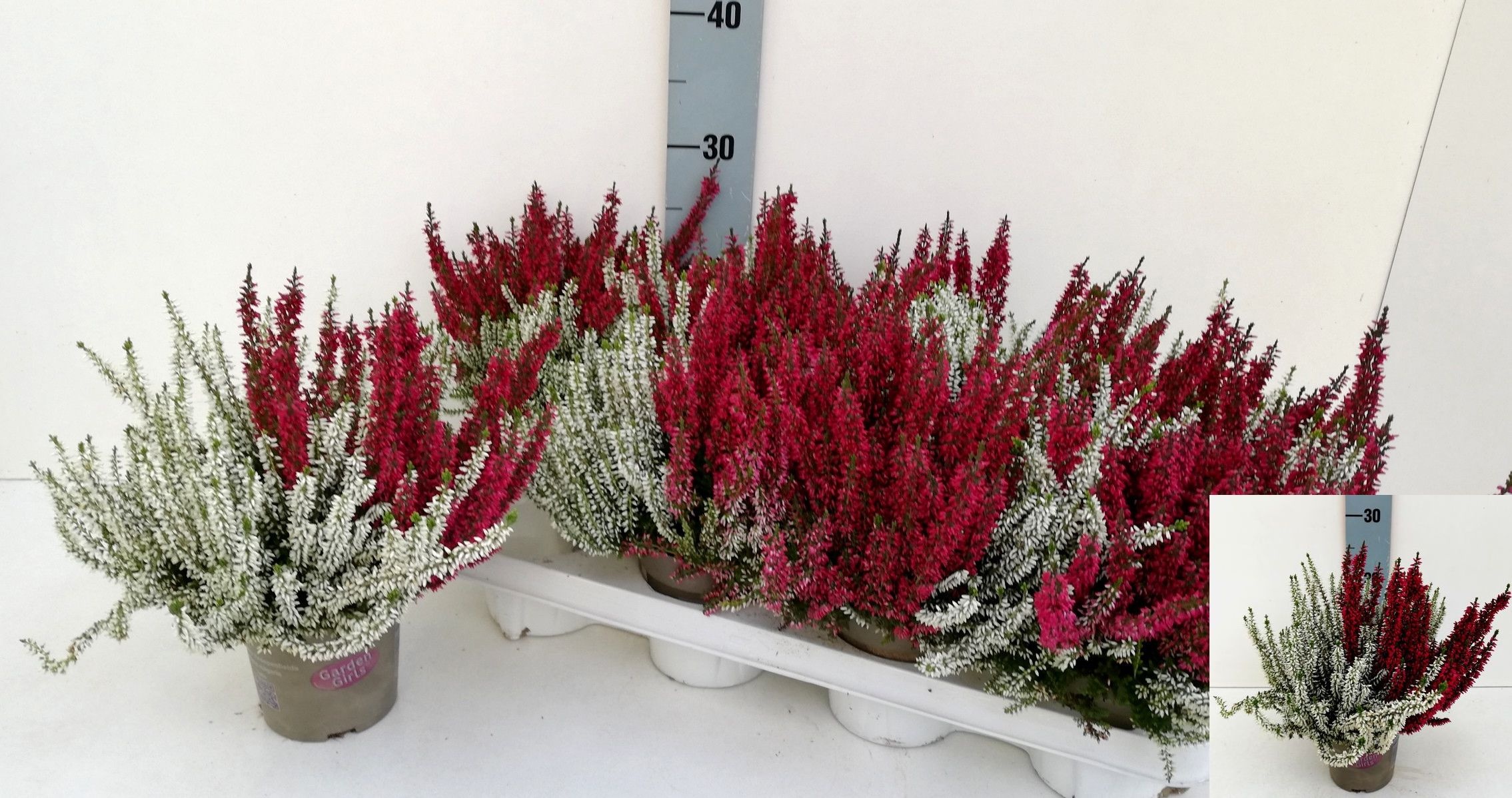 Calluna vulgaris Garden Girls Twin Girls - Struikhei