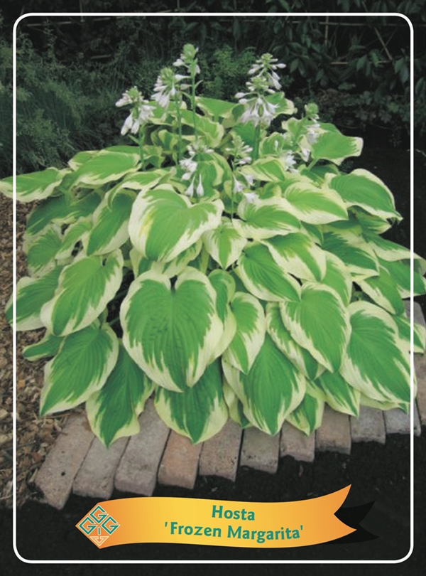 Picture of Hosta Mix 6x10 srt. per shelve P11