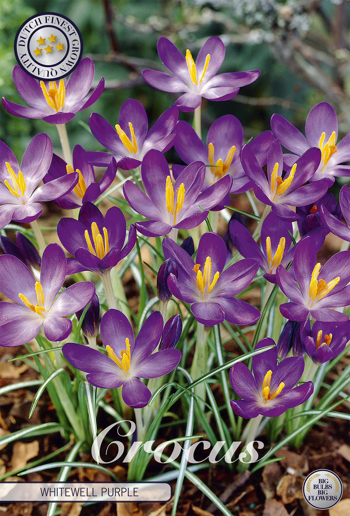 Crocus Chrysanthus Whitewell purple x15 5/6