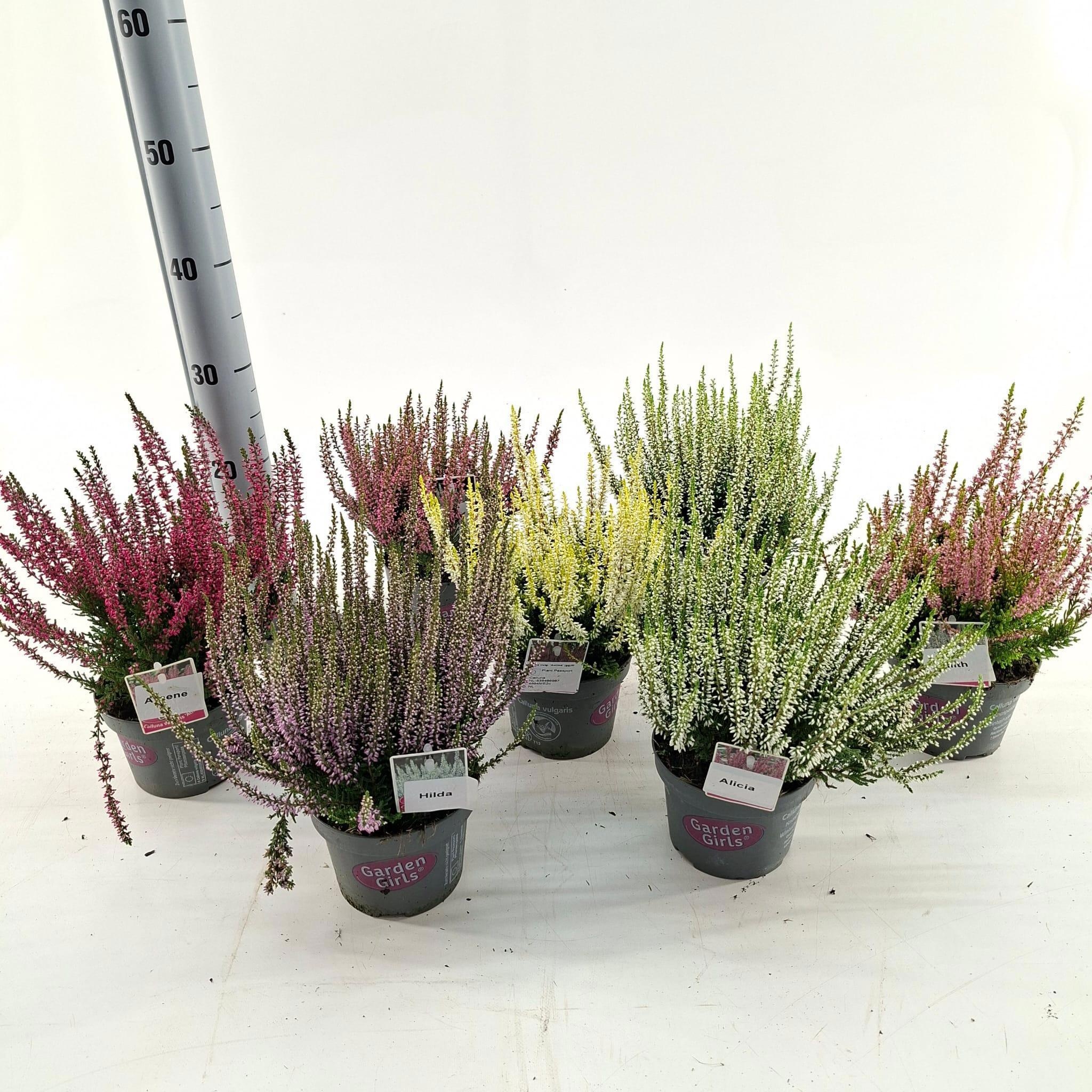 Calluna vulgaris Garden Girls mix (minimum order one layer)