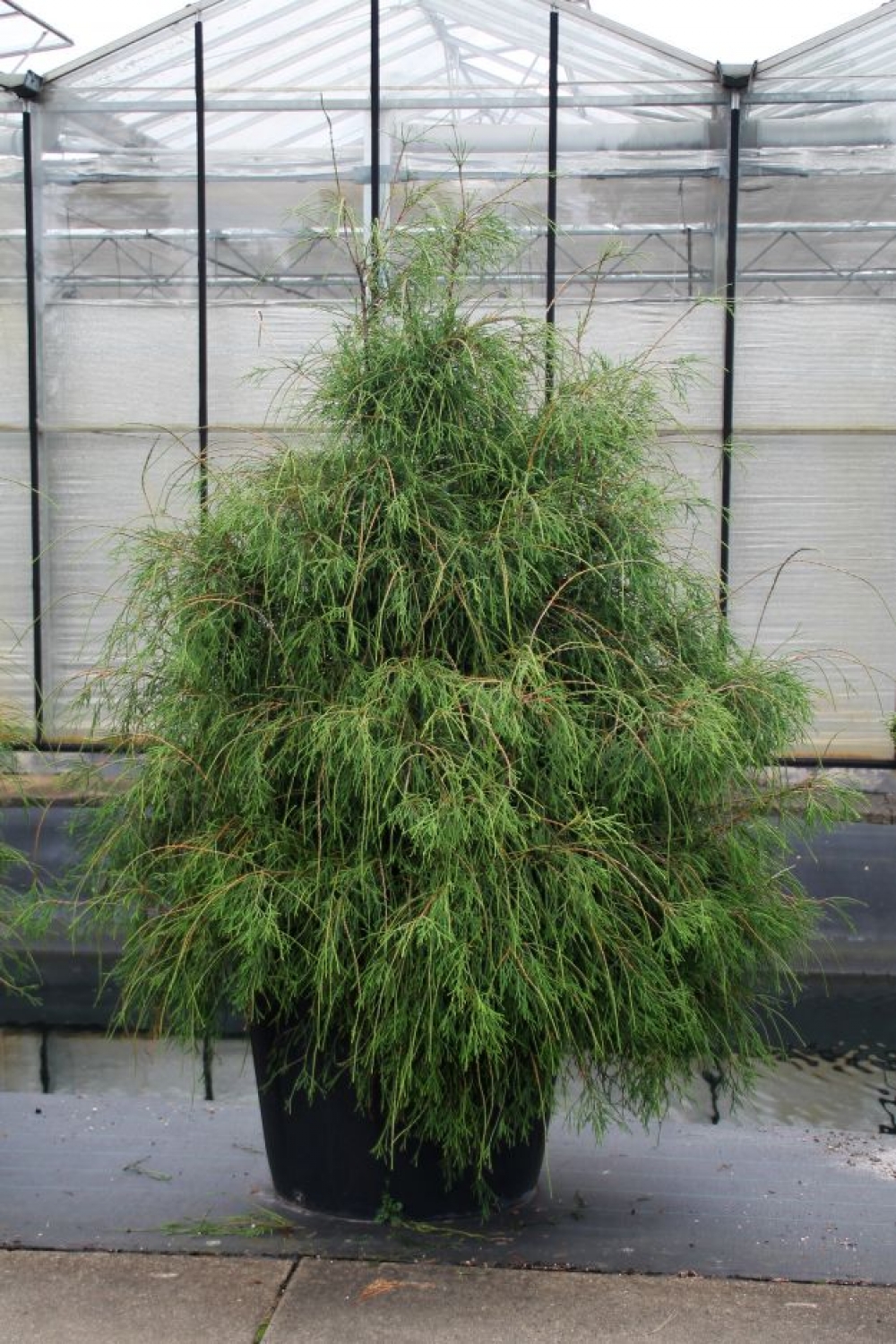 Picture of Thuja occ. Filiformis C500 160/+