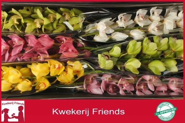 Cymbidium Asst 13bl