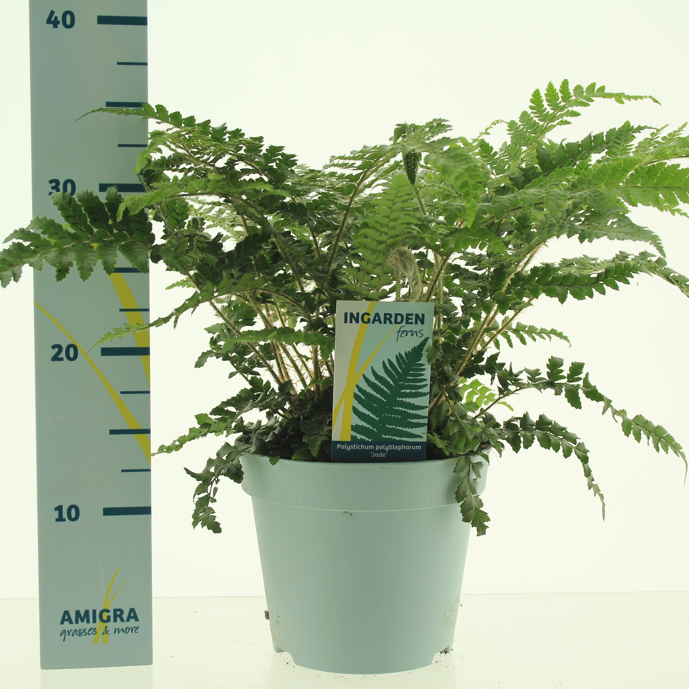 Picture of Polystichum polyblepharum Jade P17 (2 Ltr)