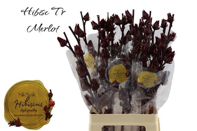 Hibiscus Tr Merlot 70cm