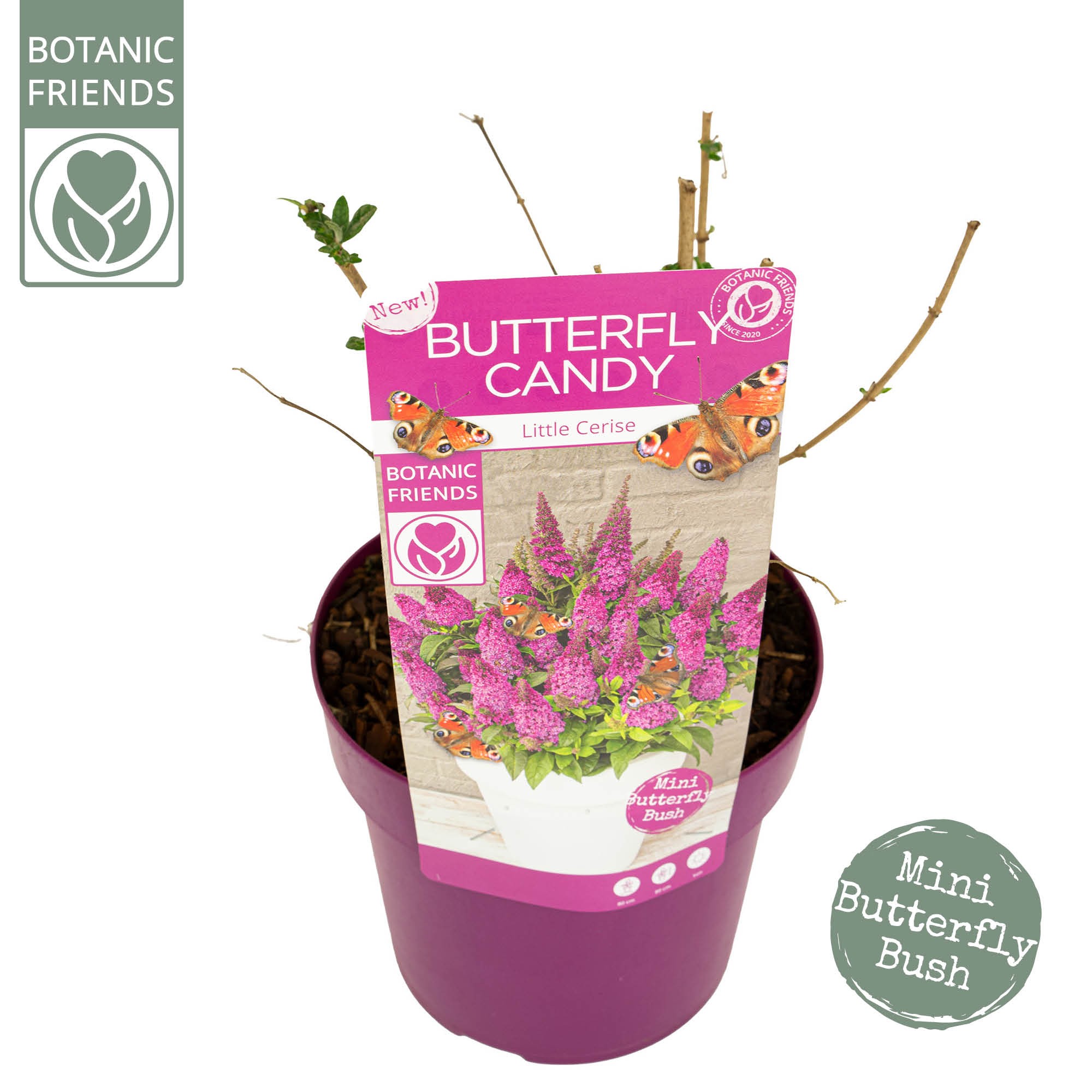 Picture of Buddleja Butterfly Candy Little Cerise P19 (3 Ltr) (LOOSE)