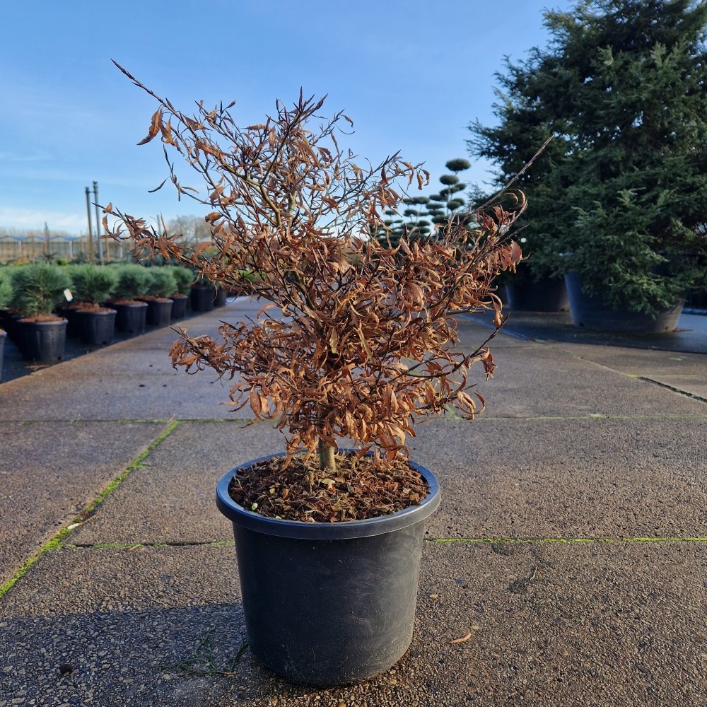 Picture of Fagus sylv. Mercedes C12 70/+ (LOOSE)