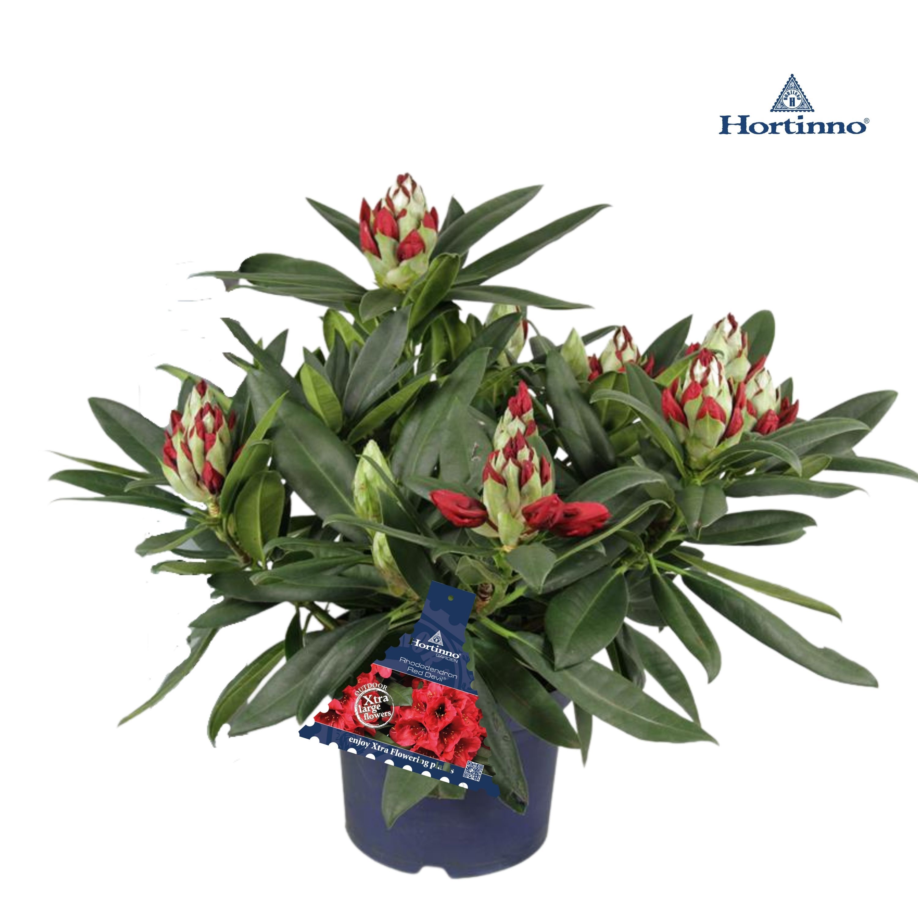 Rhododendron Rhodo Red Devil | Hamiplant
