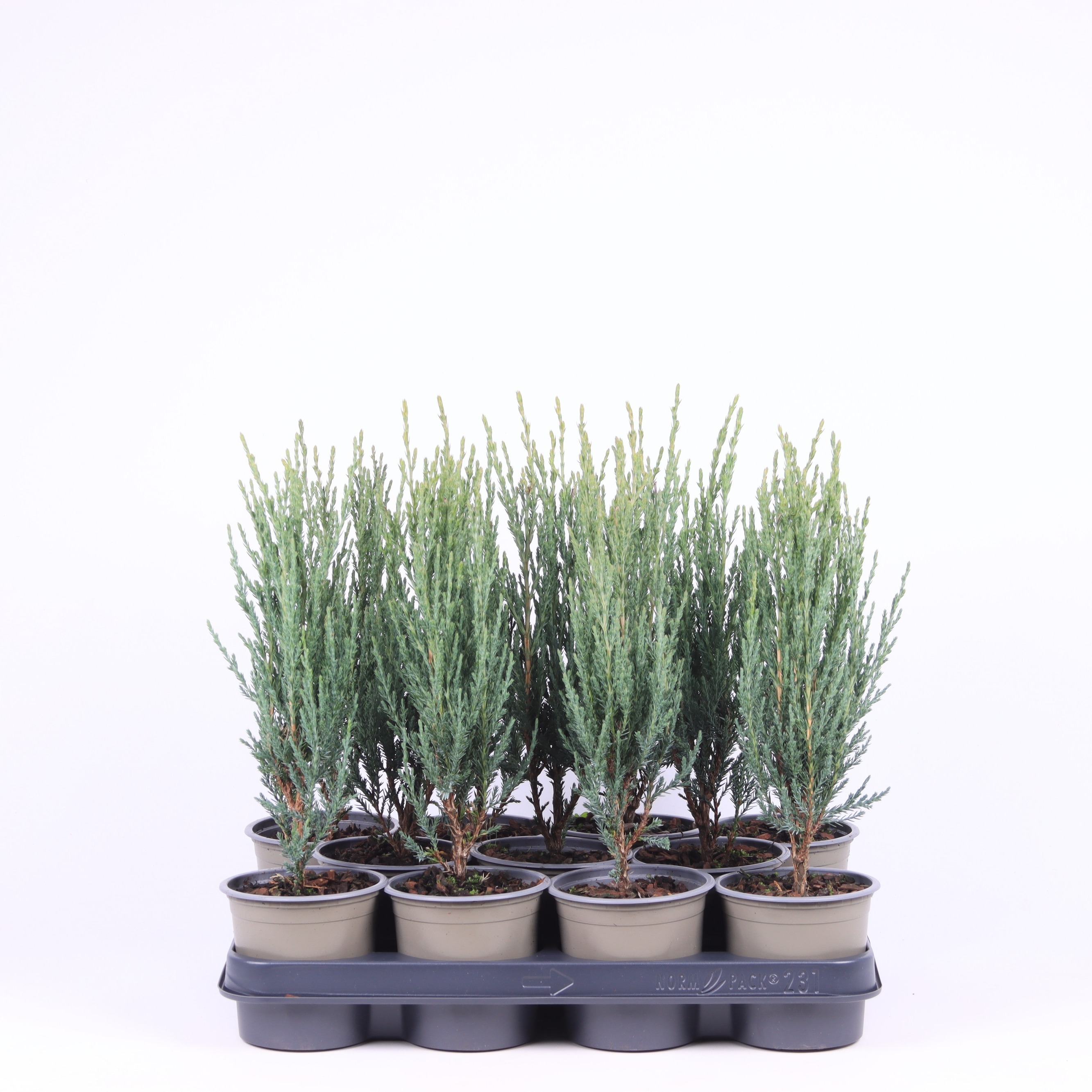 Picture of Juniperus scopulorum Blue Arrow P11