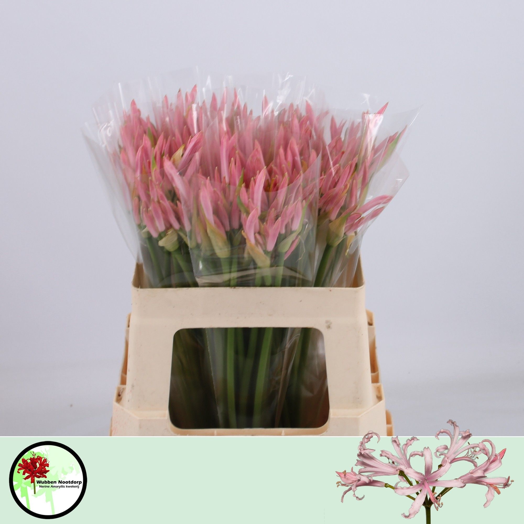 Nerine Vesta K 50cm