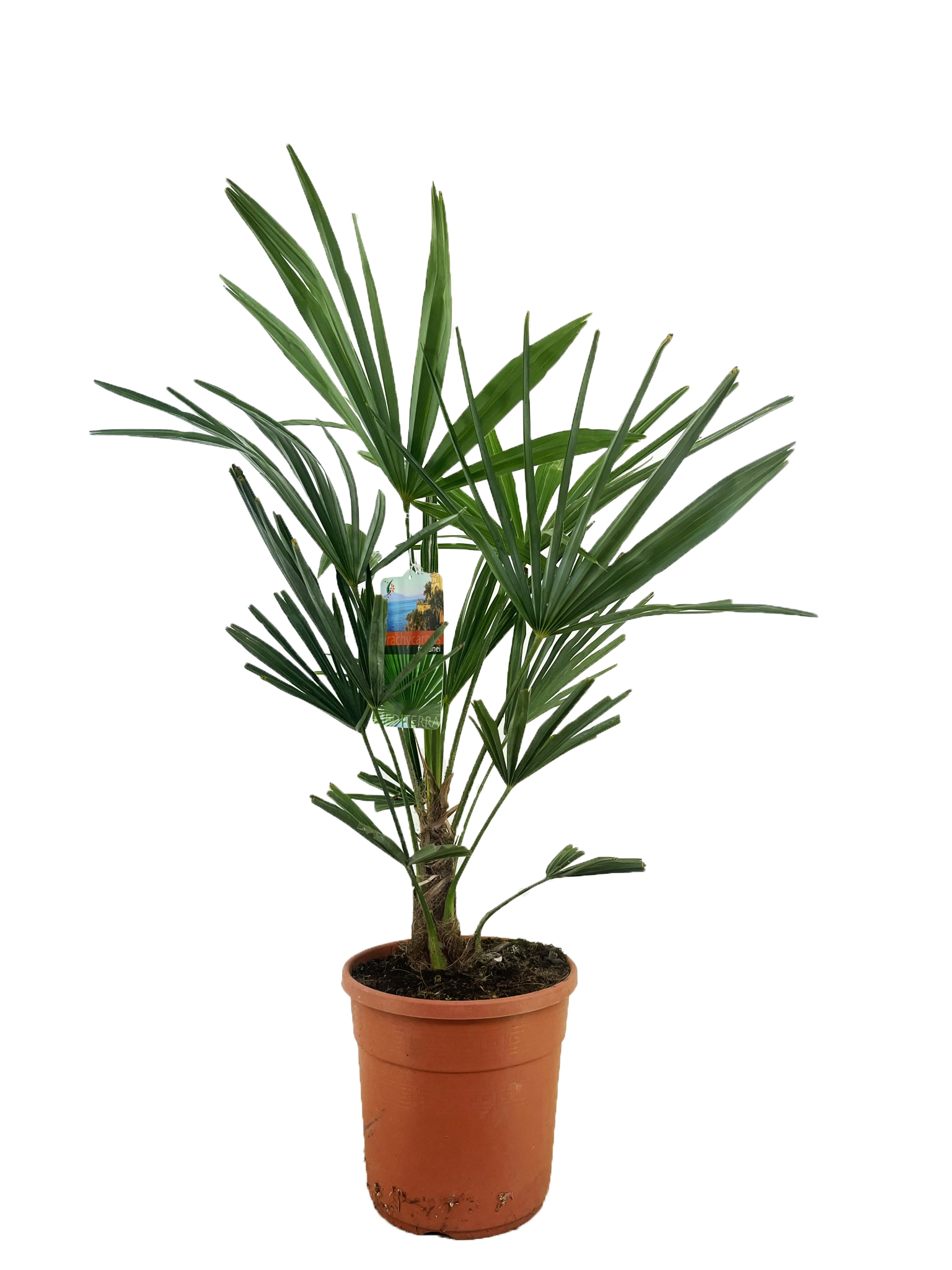 Picture of Trachycarpus fortunei P24 (6 Ltr)