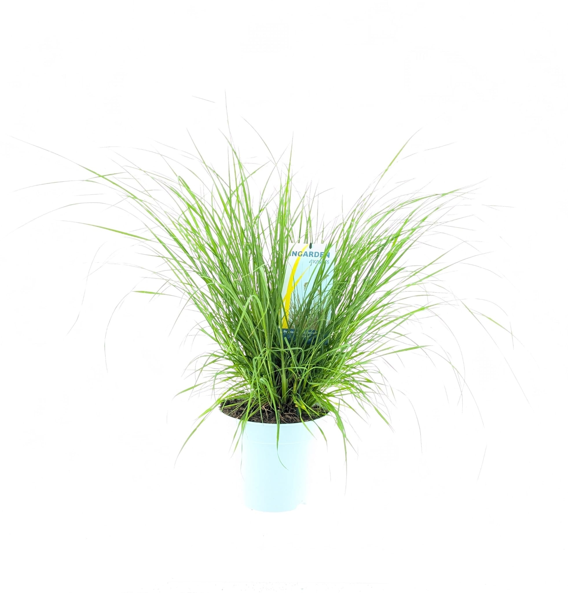 Picture of Pennisetum al. 'Hameln'