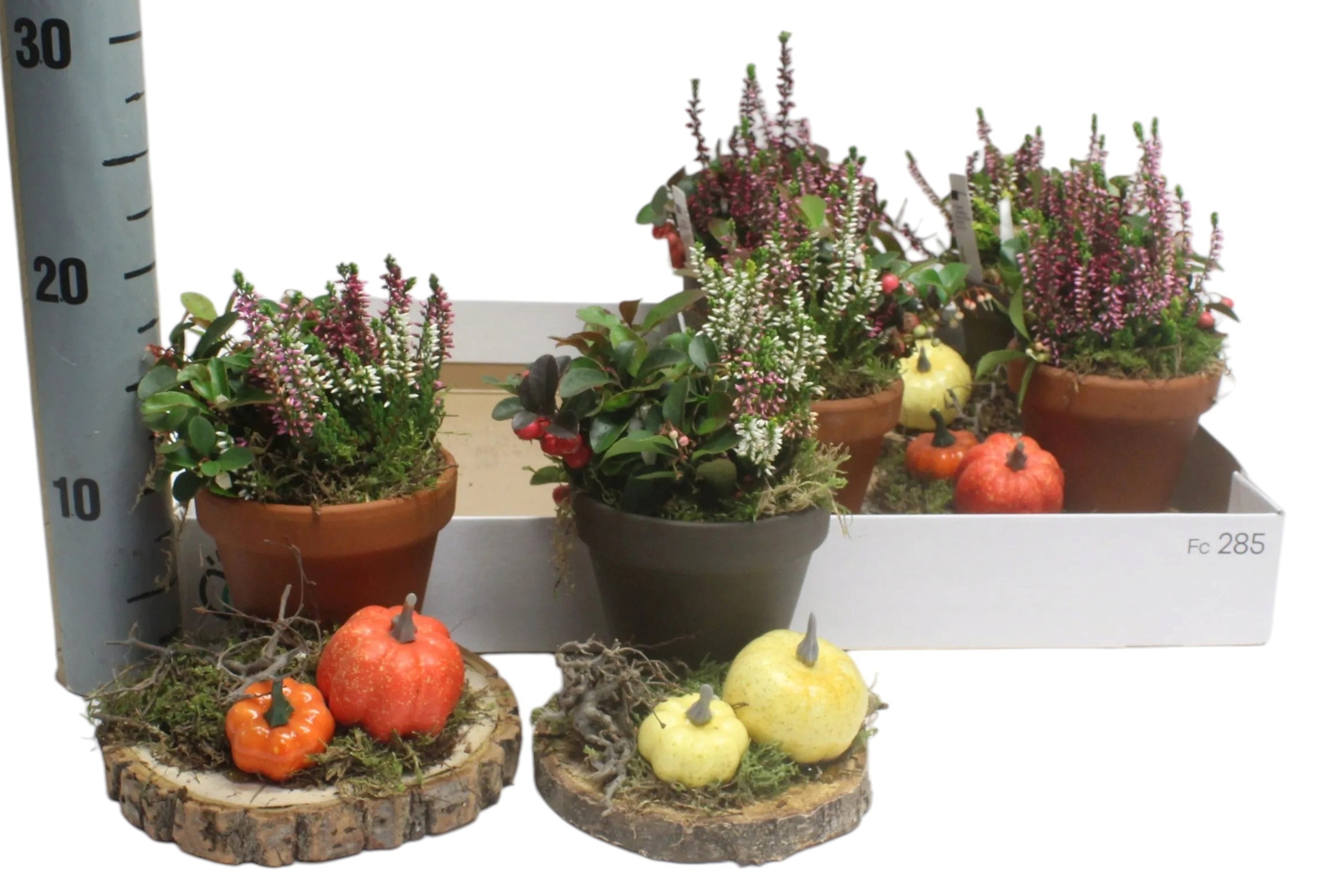 Arr Tuinplanten 16P 20cm