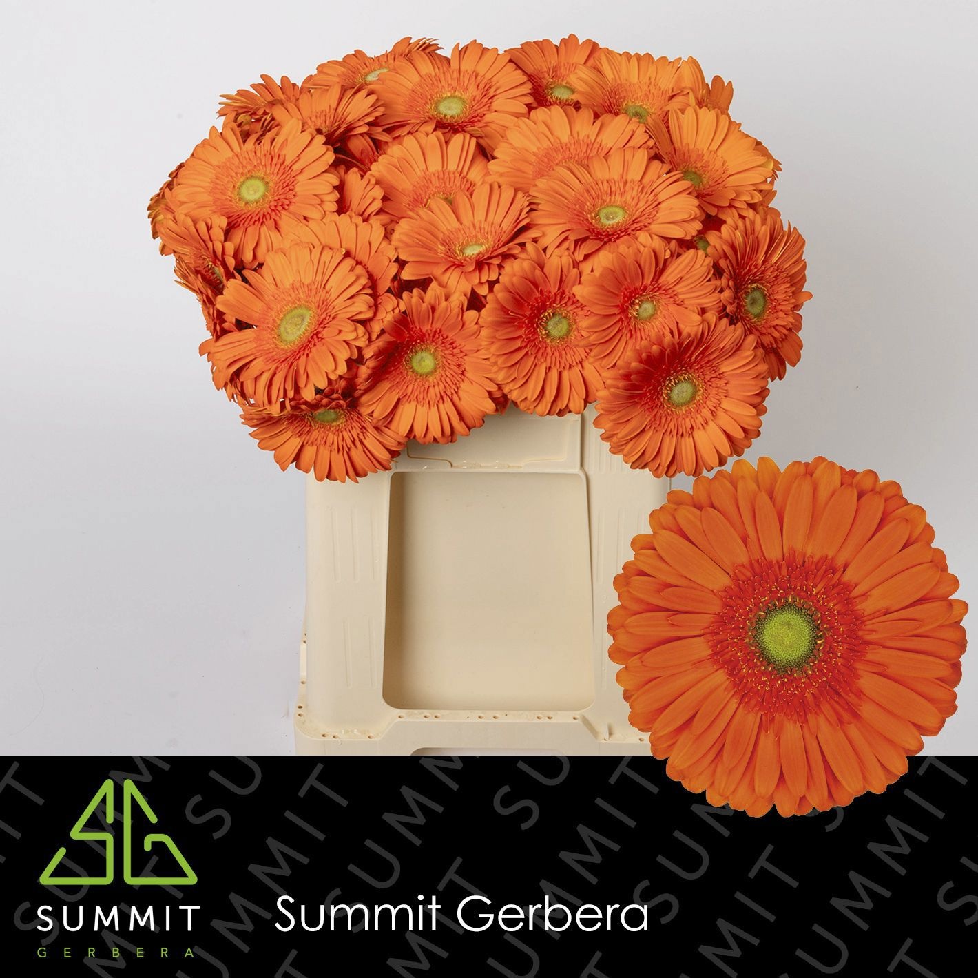 Gerbera Oranje 50cm 10Ø