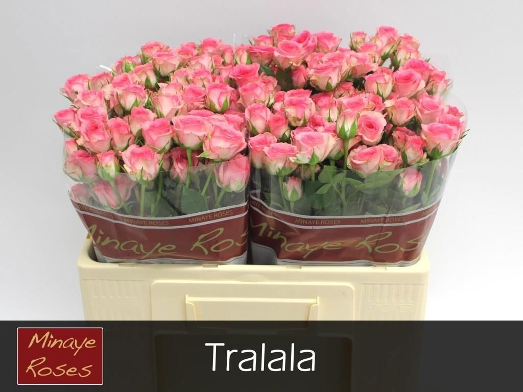 Rosa Spr Tralala 50cm