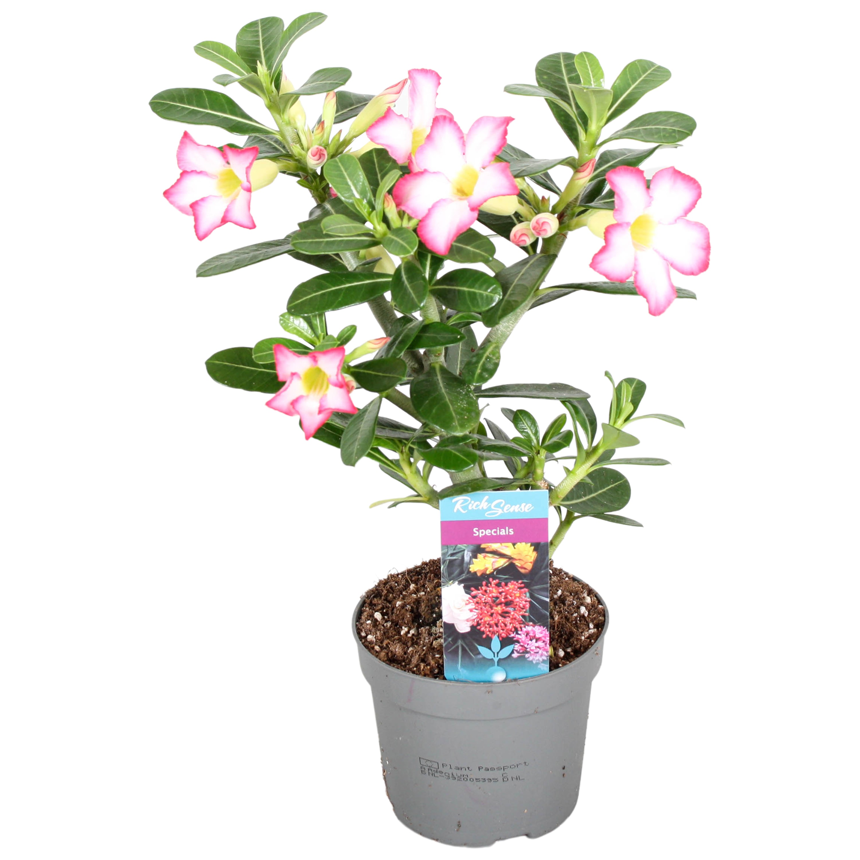 Picture of Adenium Obesum Pink Star P13 25CM