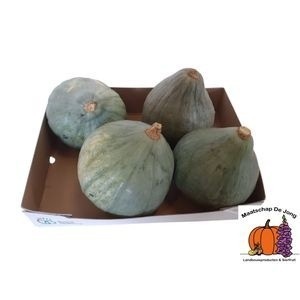 Cucurbita maxima 'Blue Hubbard' - Overig sierfruit