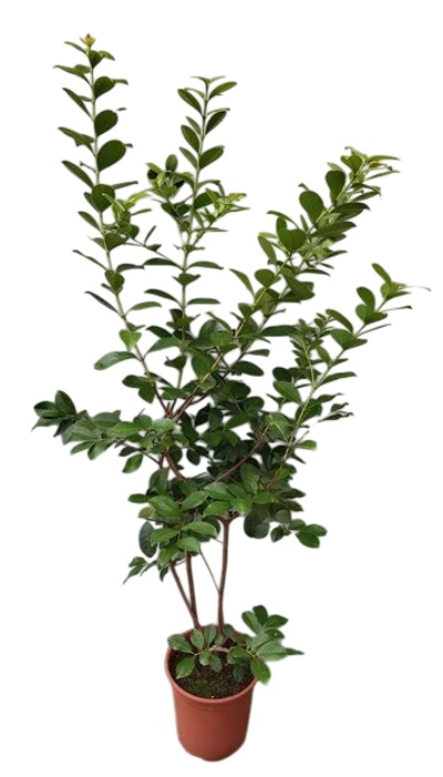 Psidium cattleyanum