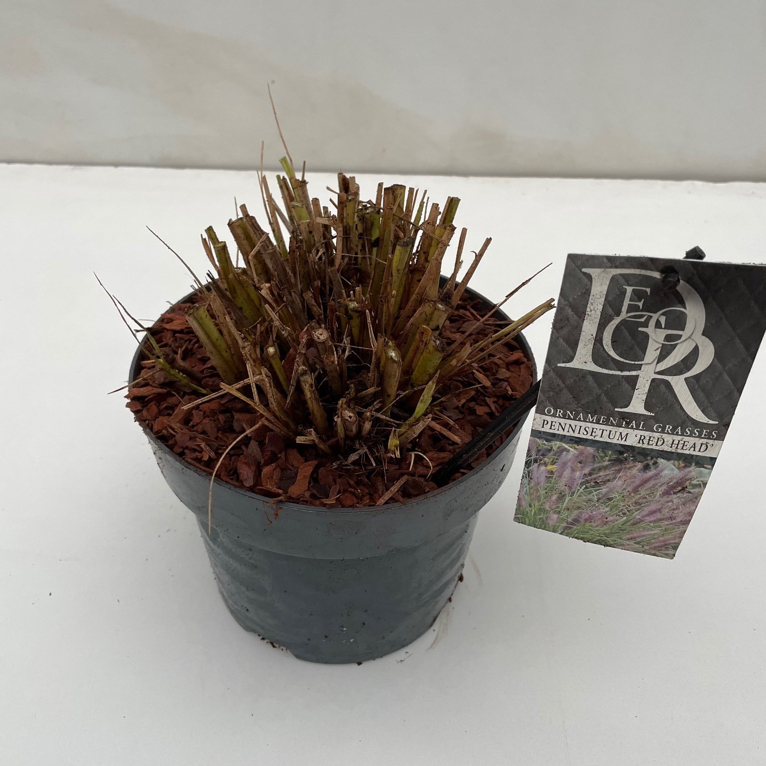 Picture of Pennisetum Red Head P19 (3 Ltr) (LOOSE)