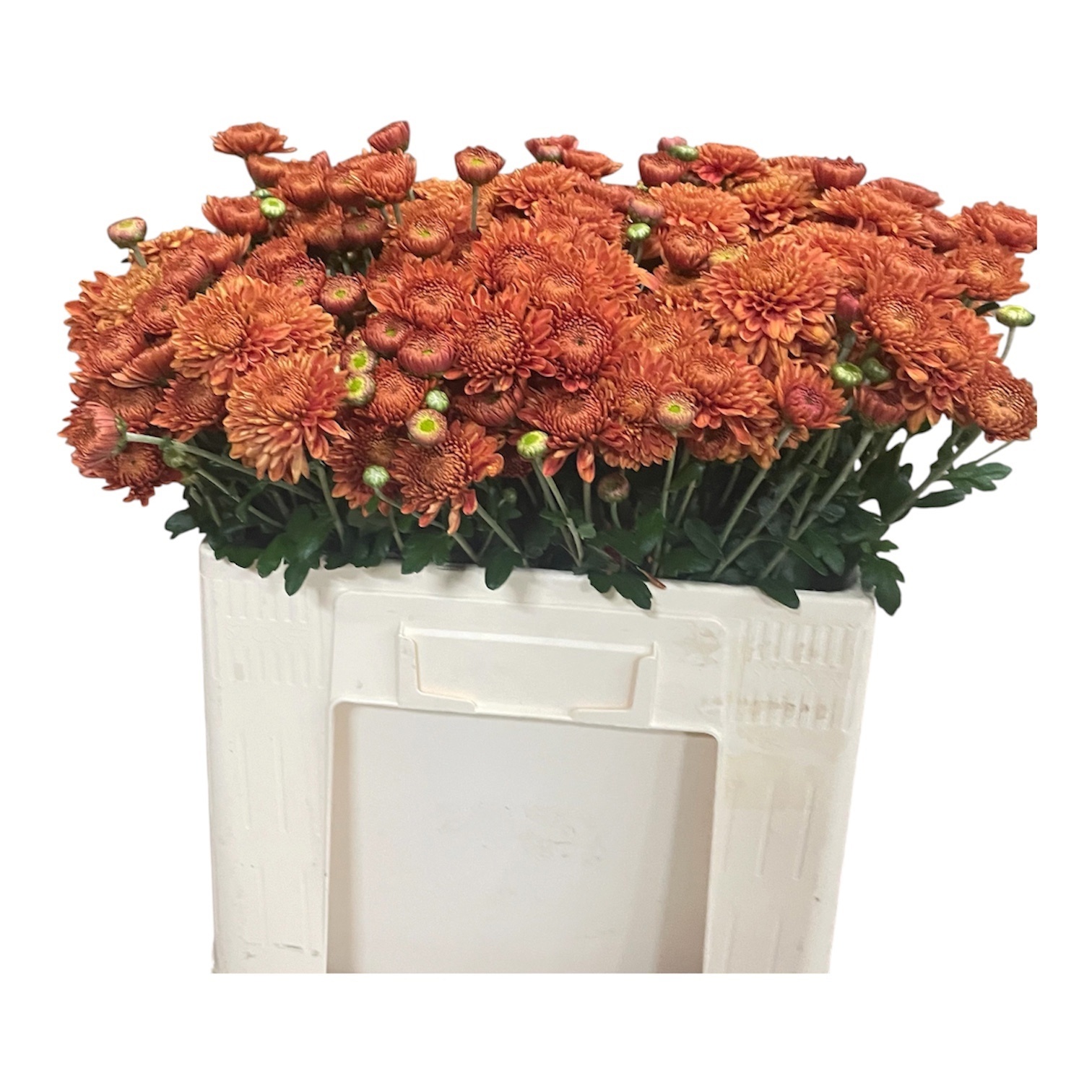 Chrys Spray Blenda 50cm 45gram