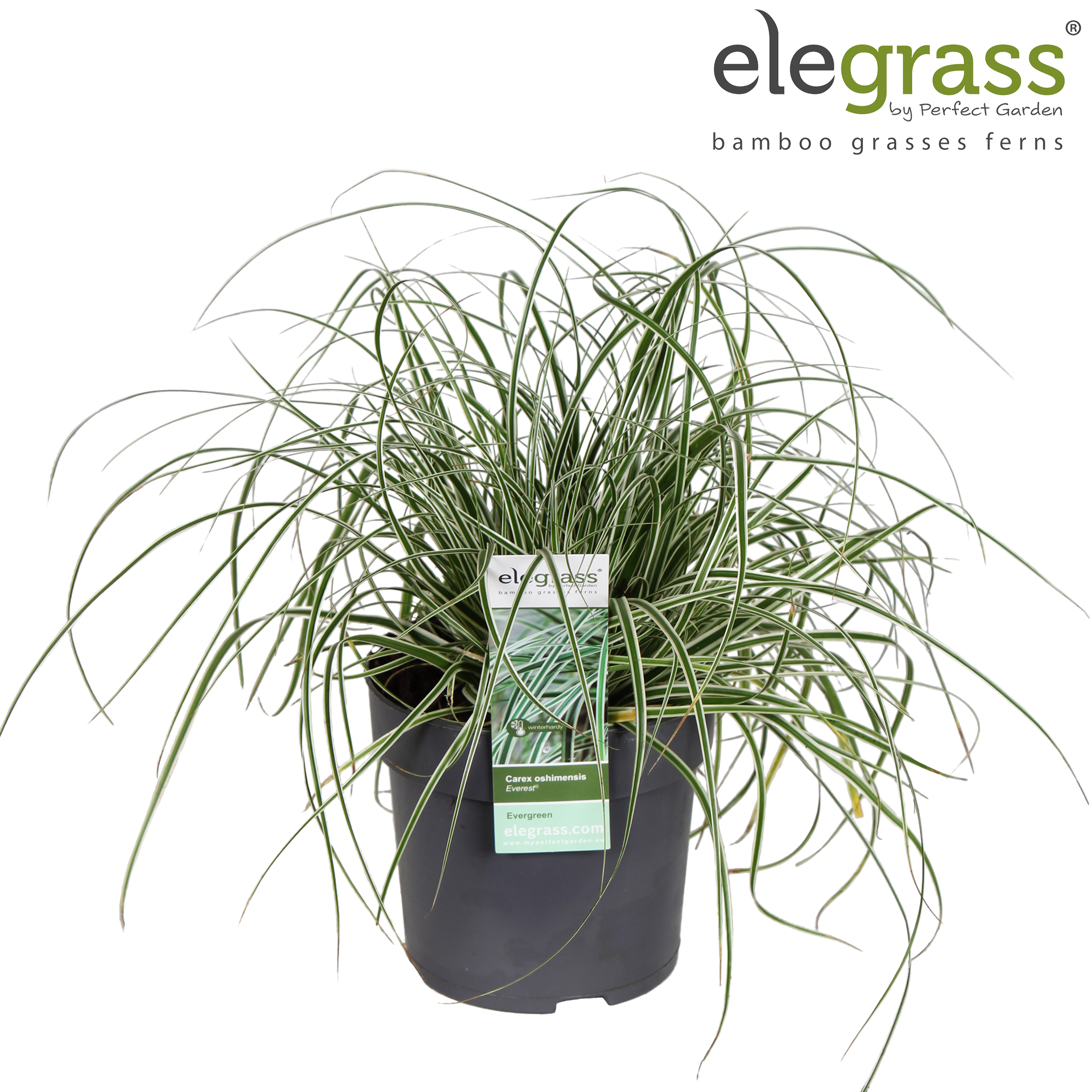 Picture of Carex oshimensis Everest P14