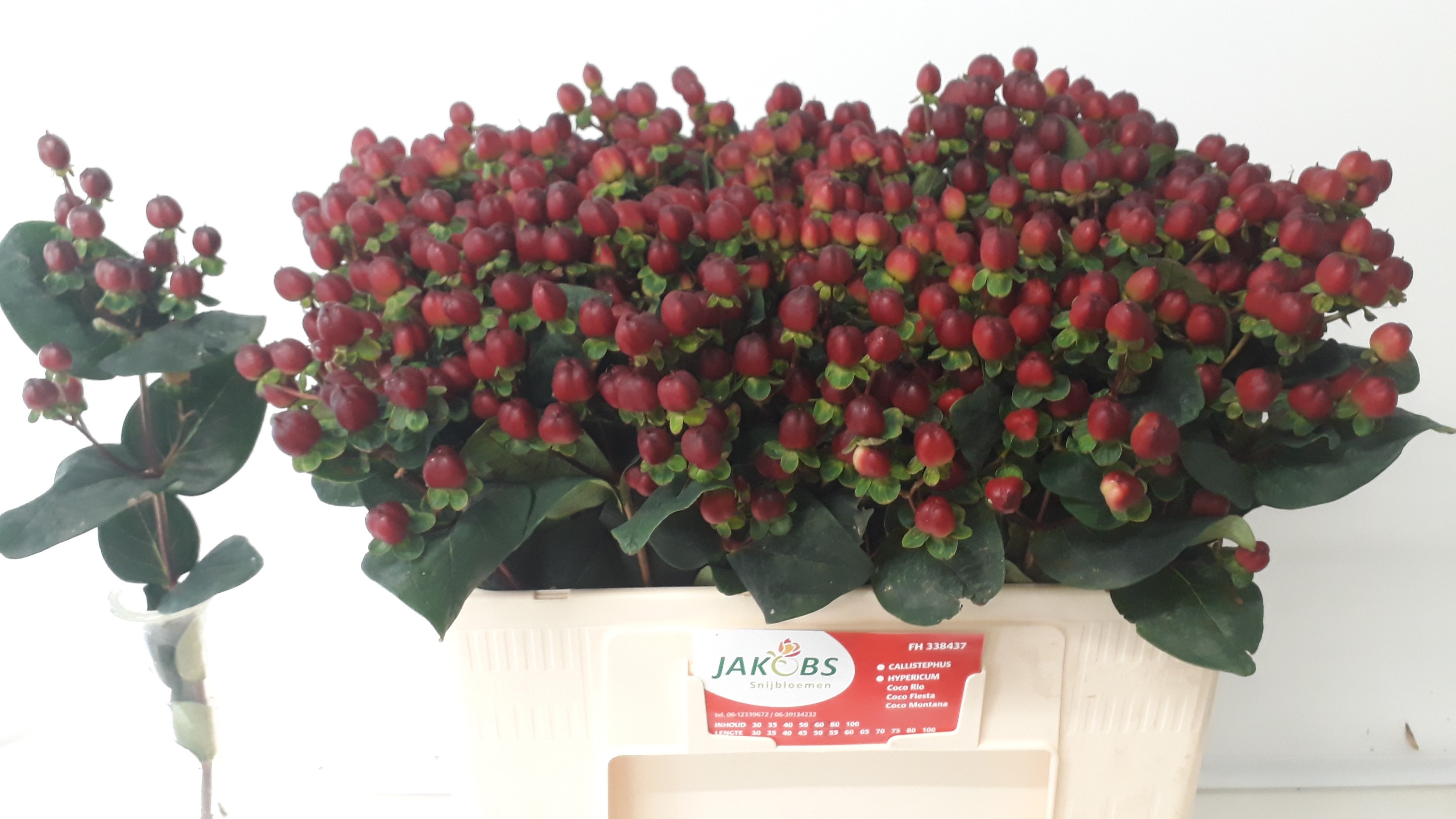 Hypericum Montana 50cm